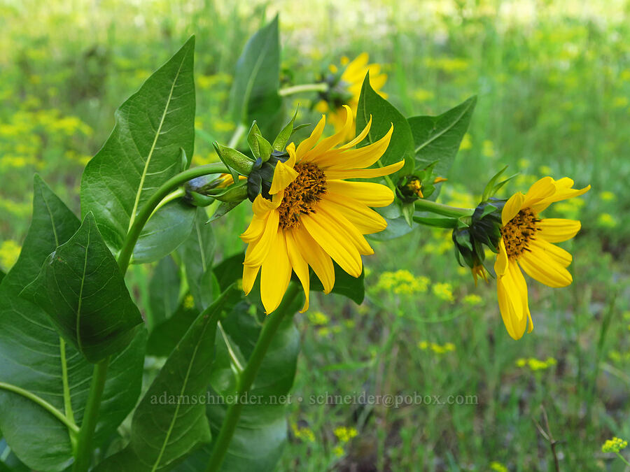 mule's-ears (Wyethia amplexicaulis) [Anatone Butte, Umatilla National Forest, Asotin County, Washington]