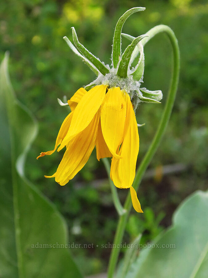 arrow-leaf balsamroot (Balsamorhiza sagittata) [Anatone Butte, Umatilla National Forest, Asotin County, Washington]