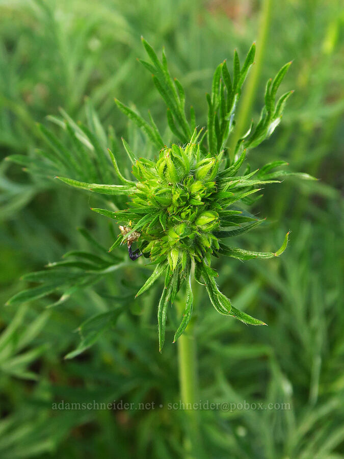 comb-leaf cinquefoil, budding (Potentilla gracilis var. flabelliformis) [Anatone Butte, Umatilla National Forest, Asotin County, Washington]