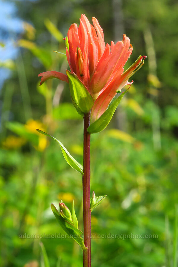 scarlet paintbrush (Castilleja miniata) [Forest Road 4304, Umatilla National Forest, Asotin County, Washington]