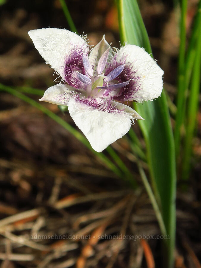 elegant mariposa lily (Calochortus elegans var. elegans) [Forest Road 4304, Umatilla National Forest, Asotin County, Washington]