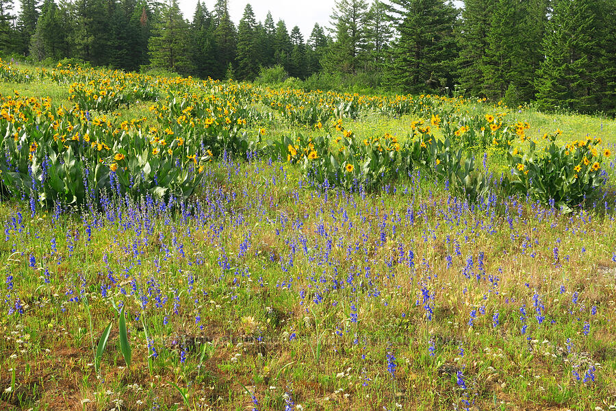meadow larkspur & mule's-ears (Delphinium depauperatum, Wyethia amplexicaulis) [Forest Road 4304, Umatilla National Forest, Asotin County, Washington]