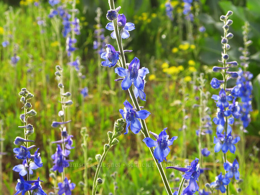 slim larkspur (Delphinium depauperatum) [Forest Road 4304, Umatilla National Forest, Asotin County, Washington]