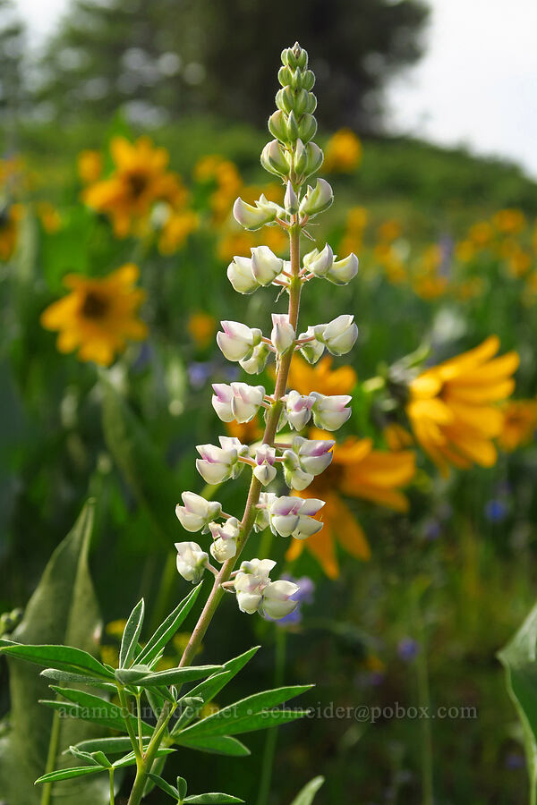 lupine (Lupinus sp.) [Forest Road 4304, Umatilla National Forest, Asotin County, Washington]