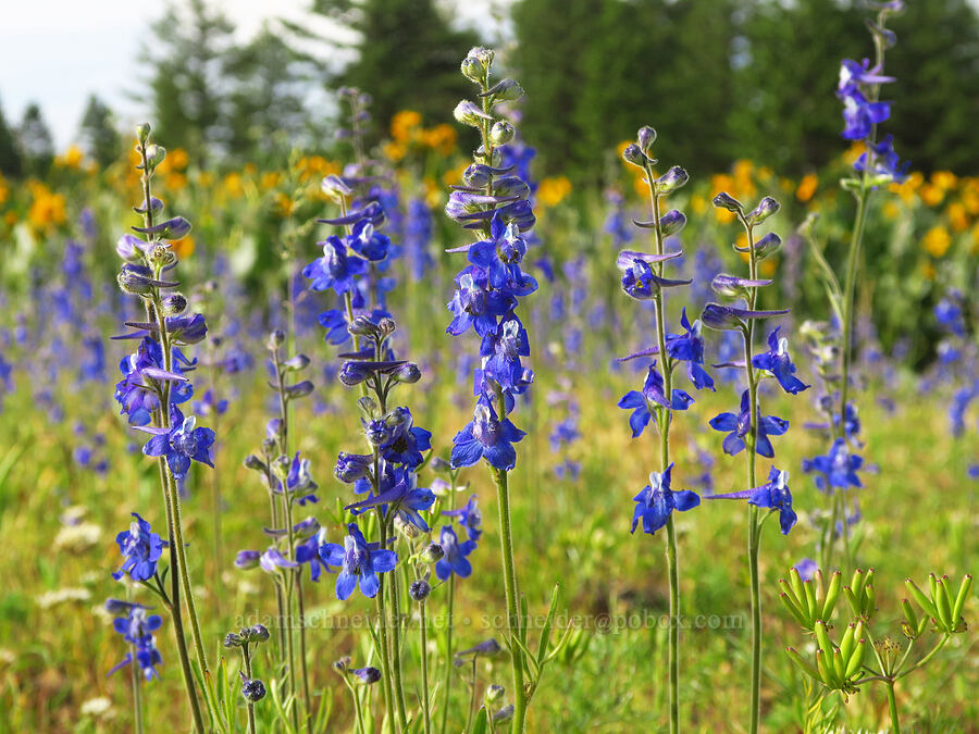 slim larkspur (Delphinium depauperatum) [Forest Road 4304, Umatilla National Forest, Asotin County, Washington]