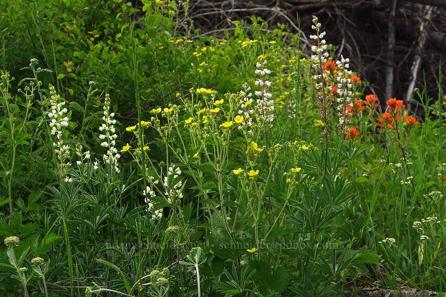 wildflowers [Forest Road 4304, Umatilla National Forest, Asotin County, Washington]