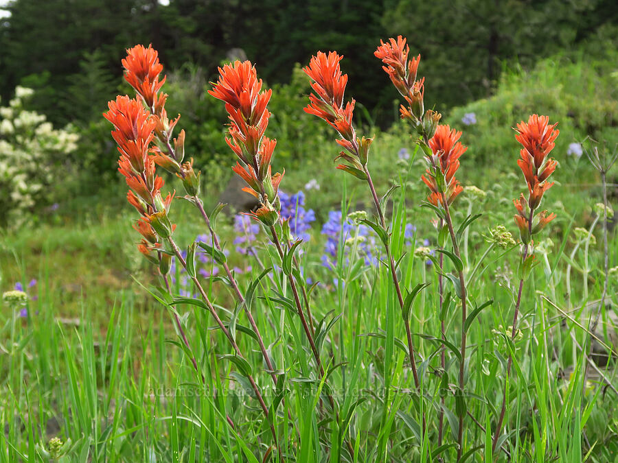 acute paintbrush (Castilleja hispida var. acuta) [Forest Road 4304, Umatilla National Forest, Asotin County, Washington]