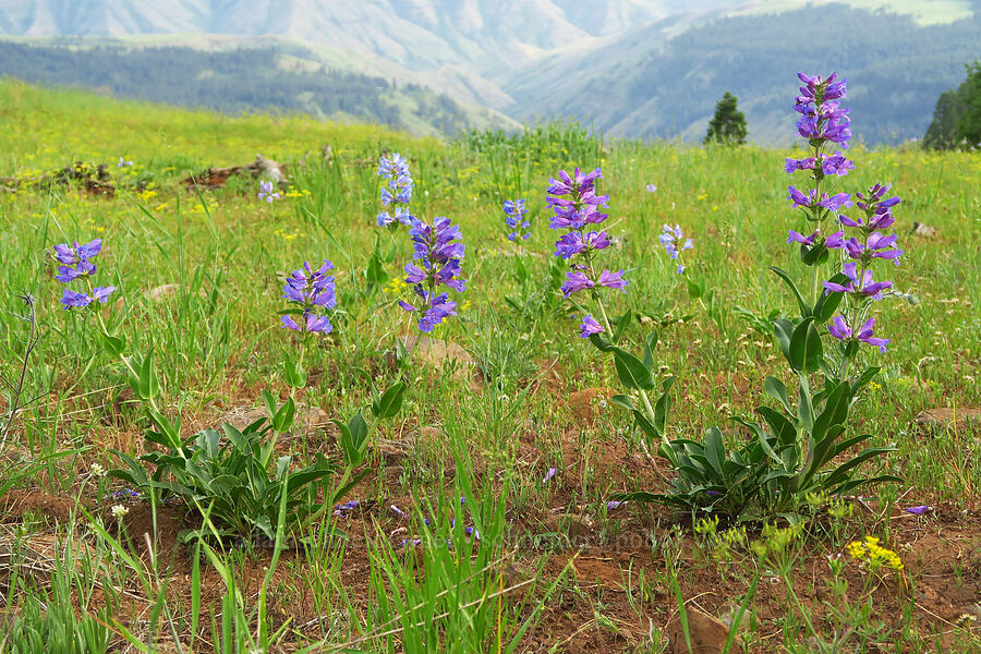 Blue Mountain penstemon (Penstemon pennellianus) [Forest Road 4304, Umatilla National Forest, Asotin County, Washington]
