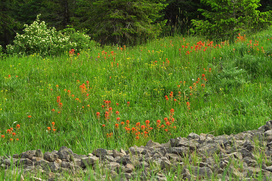 wildflowers [Forest Road 4304, Umatilla National Forest, Asotin County, Washington]