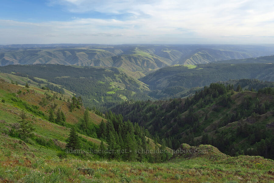 Blue Mountains [Forest Road 4304, Umatilla National Forest, Asotin County, Washington]