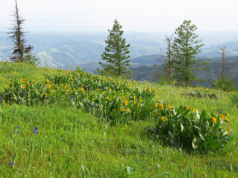 mule's-ears (Wyethia amplexicaulis) [Forest Road 4304, Umatilla National Forest, Asotin County, Washington]