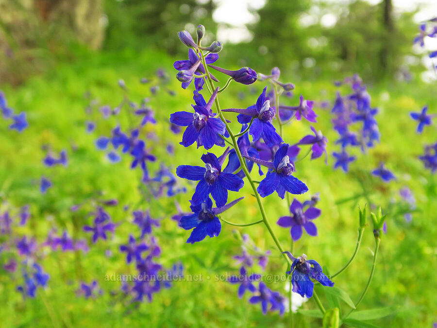upland larkspur (Delphinium nuttallianum) [Forest Road 4304, Umatilla National Forest, Asotin County, Washington]