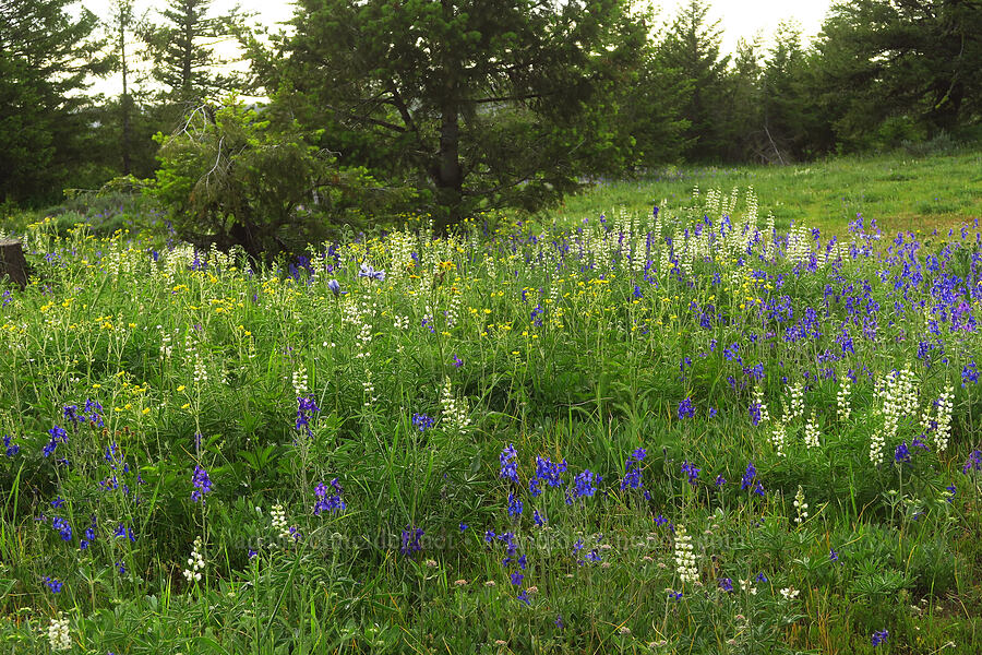 wildflowers [Forest Road 4304, Umatilla National Forest, Asotin County, Washington]
