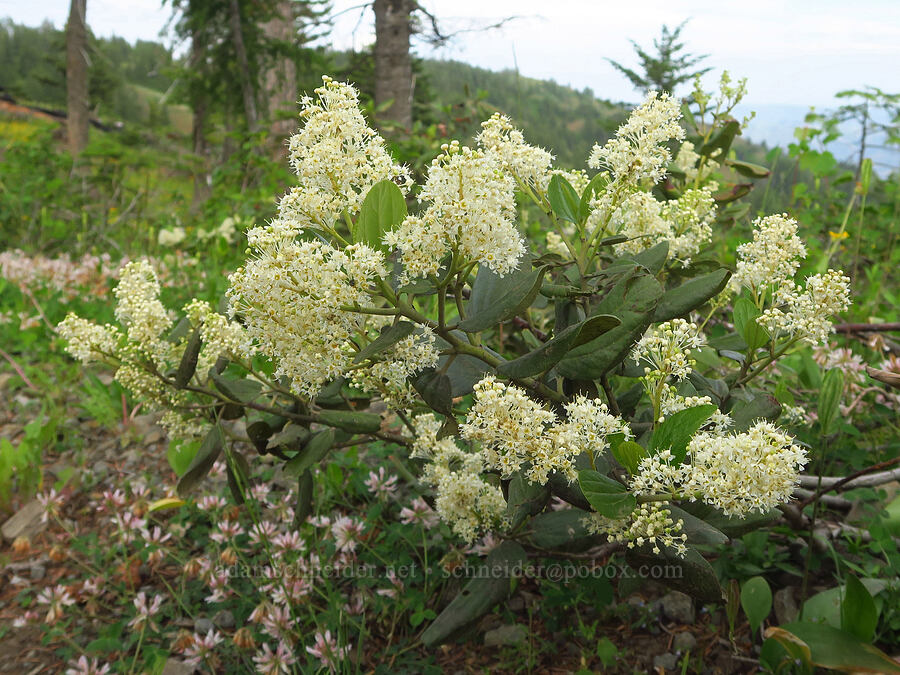 snow-brush (Ceanothus velutinus) [Forest Road 4304, Umatilla National Forest, Asotin County, Washington]