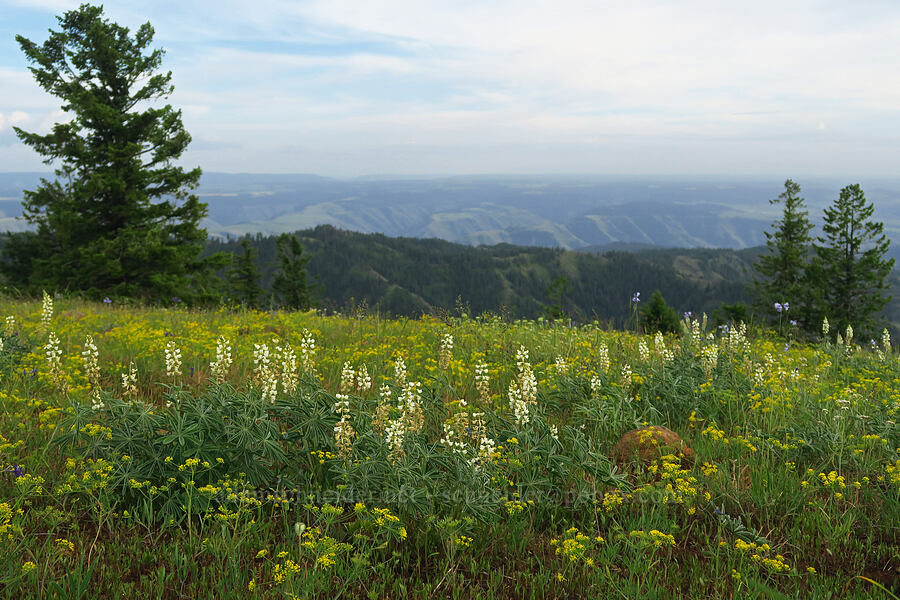 wildflowers [Forest Road 4304, Umatilla National Forest, Asotin County, Washington]