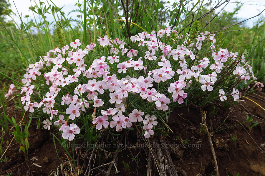 sticky phlox (Phlox viscida) [Forest Road 43, Umatilla National Forest, Asotin County, Washington]