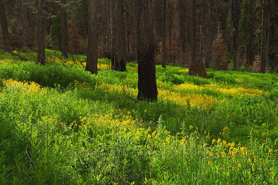 heart-leaf arnica (Arnica cordifolia) [Forest Road 43, Umatilla National Forest, Asotin County, Washington]