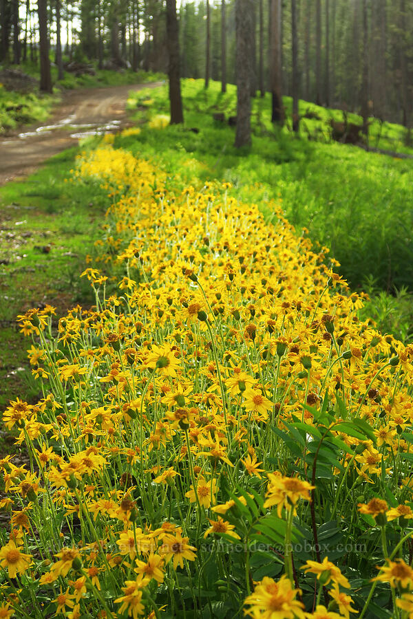 heart-leaf arnica (Arnica cordifolia) [Forest Road 43, Umatilla National Forest, Asotin County, Washington]