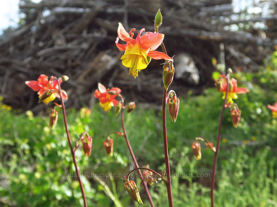 western columbine (Aquilegia formosa) [Forest Road 43, Umatilla National Forest, Asotin County, Washington]