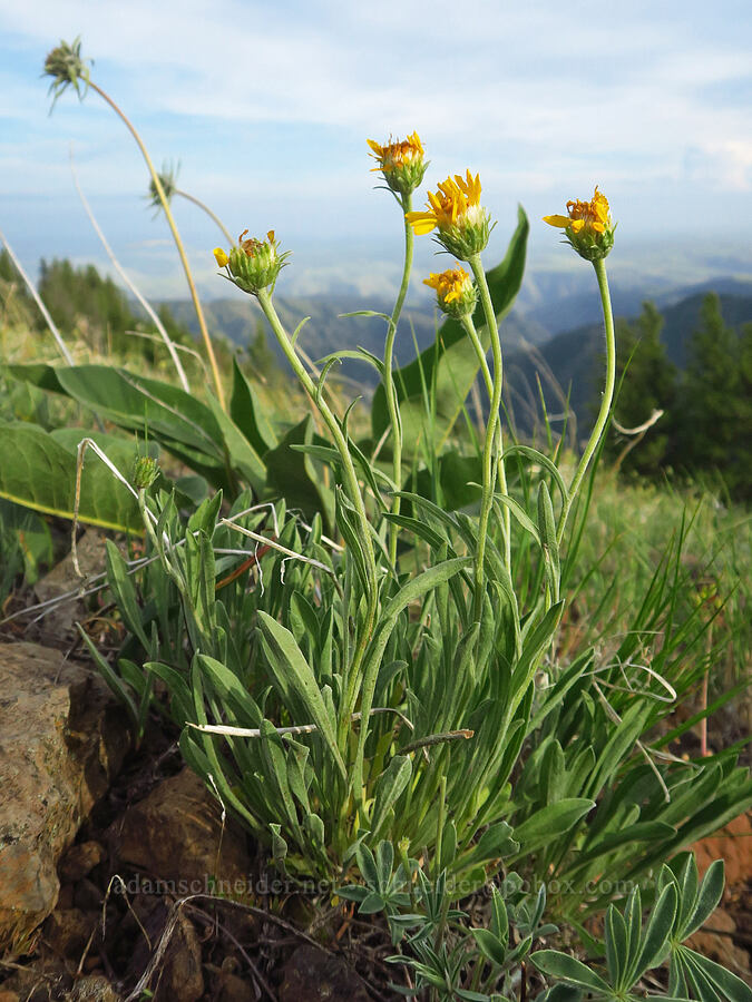 not-very-woolly goldenweed (Stenotus lanuginosus var. lanuginosus (Haplopappus lanuginosus)) [Forest Road 43, Umatilla National Forest, Asotin County, Washington]
