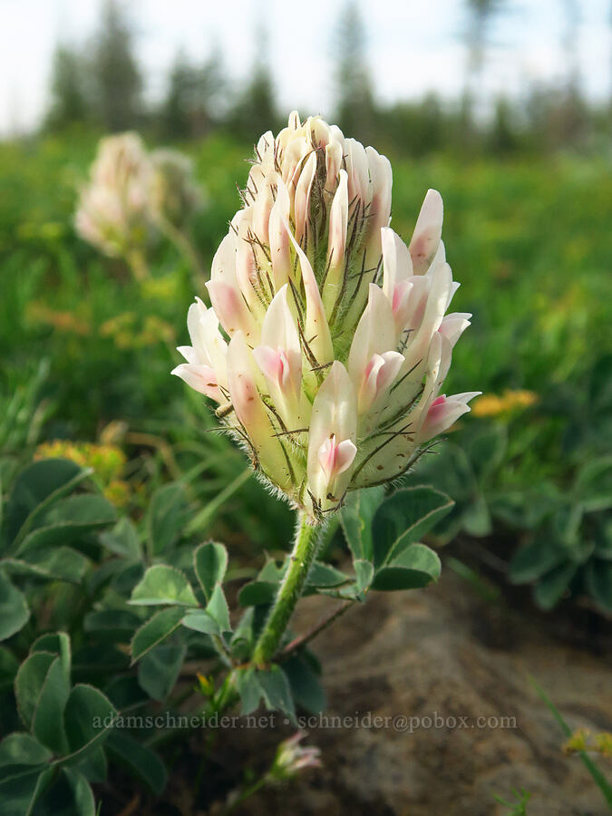 big-head clover (Trifolium macrocephalum) [Forest Road 43, Umatilla National Forest, Asotin County, Washington]