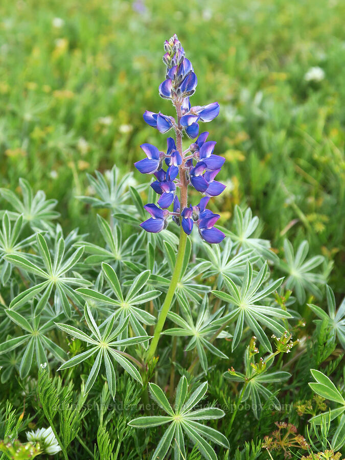 lupine (Lupinus sp.) [Forest Road 43, Umatilla National Forest, Asotin County, Washington]