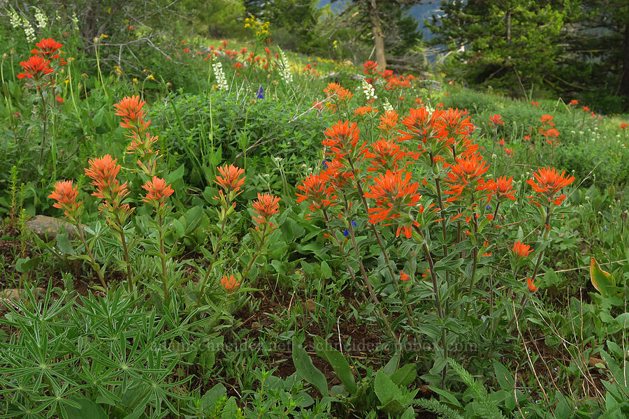 harsh paintbrush (Castilleja hispida) [Forest Road 43, Umatilla National Forest, Garfield County, Washington]