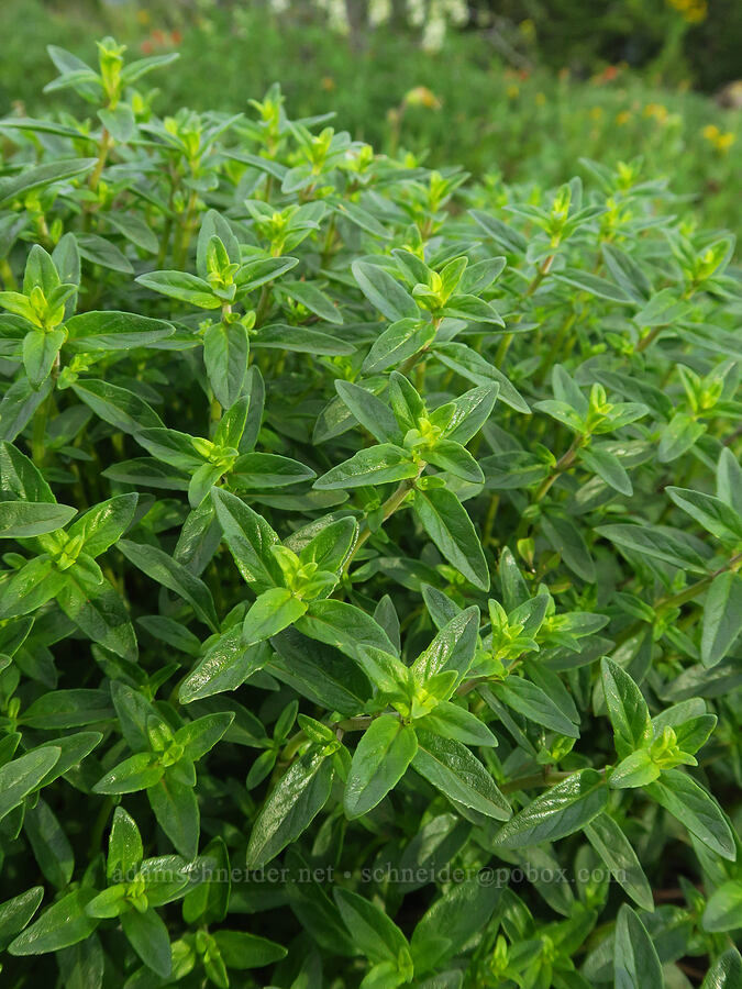 coyote-mint leaves (Monardella odoratissima) [Forest Road 43, Umatilla National Forest, Garfield County, Washington]