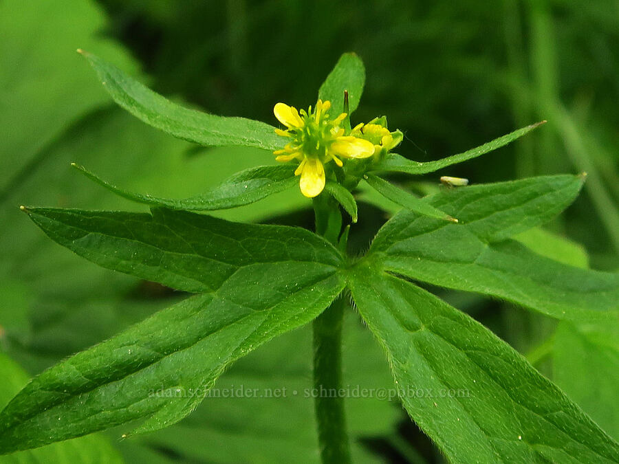 woodland buttercup (Ranunculus uncinatus) [Wickiup Spring, Umatilla National Forest, Garfield County, Washington]