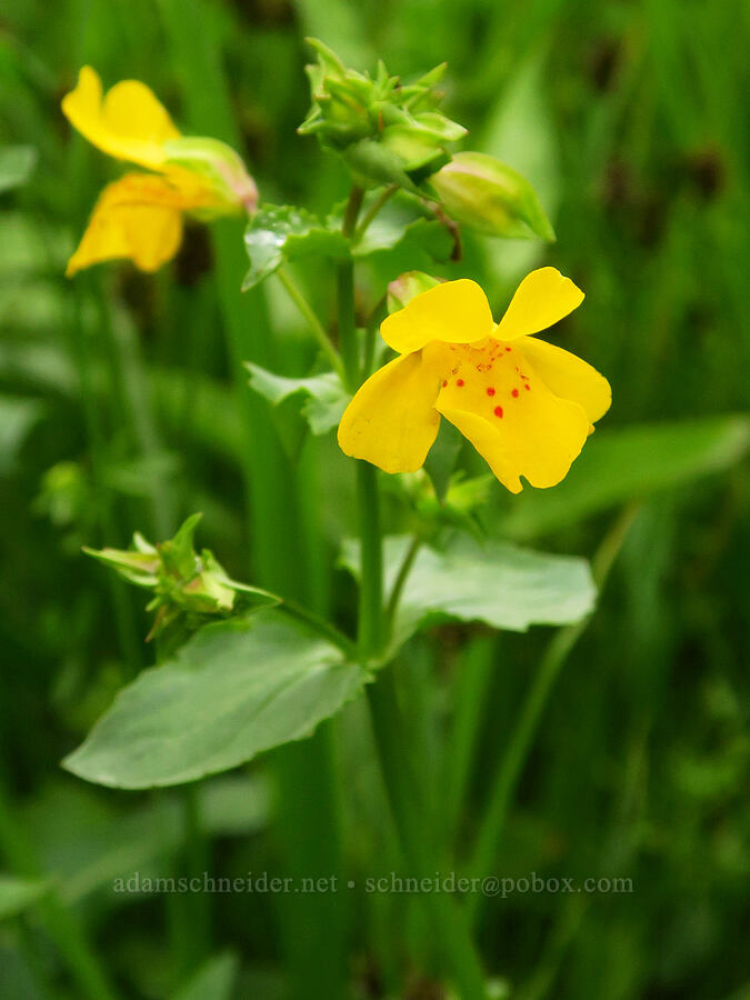 yellow monkeyflower (Erythranthe guttata (Mimulus guttatus)) [Wickiup Spring, Umatilla National Forest, Garfield County, Washington]