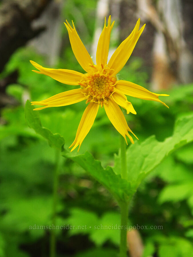 heart-leaf arnica (Arnica cordifolia) [Wickiup Spring, Umatilla National Forest, Garfield County, Washington]