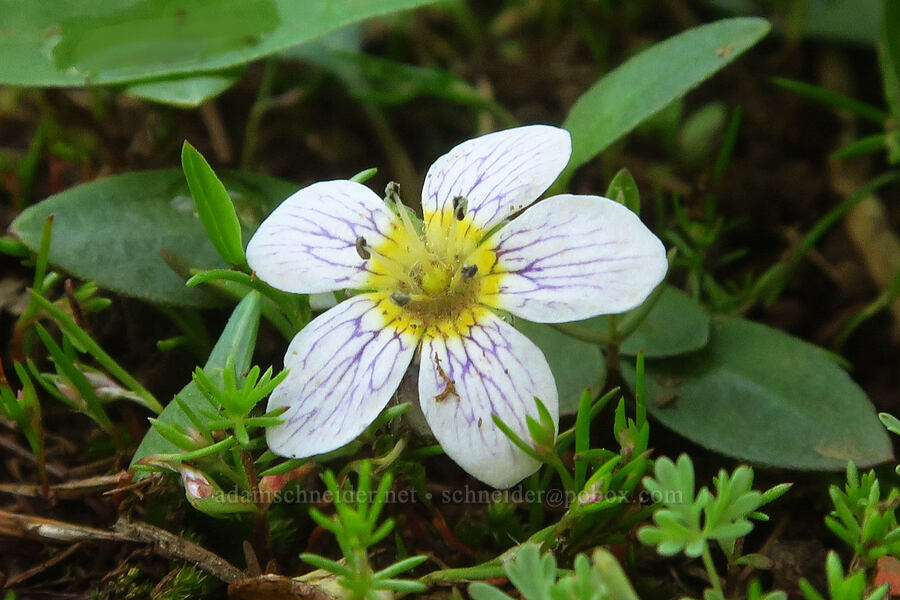 dwarf hesperochiron (Hesperochiron pumilus) [Wickiup Campground, Umatilla National Forest, Garfield County, Washington]