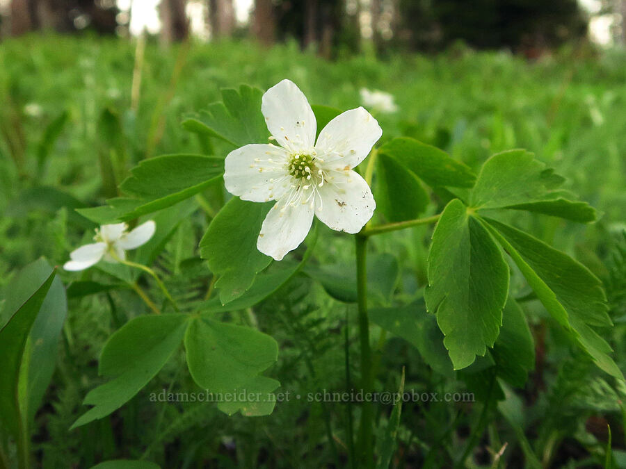 Piper's anemone (Anemone piperi (Anemonoides piperi)) [Wickiup Campground, Umatilla National Forest, Garfield County, Washington]