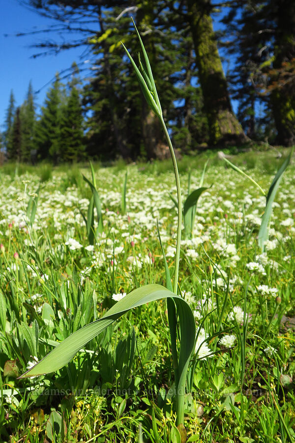 big-pod mariposa lily, budding (Calochortus eurycarpus) [Wickiup Campground, Umatilla National Forest, Garfield County, Washington]