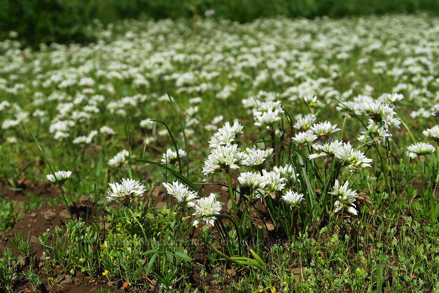 Blue Mountain onions (Allium fibrillum) [Wickiup Campground, Umatilla National Forest, Garfield County, Washington]