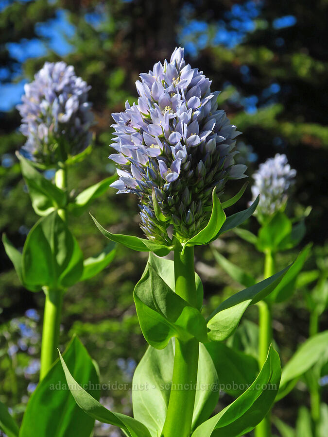 clustered green gentian (Frasera fastigiata (Swertia fastigiata)) [Wickiup Campground, Umatilla National Forest, Garfield County, Washington]