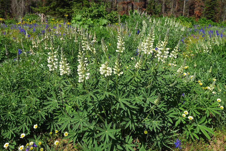 white sulphur lupines (Lupinus sulphureus ssp. sulphureus) [Forest Road 44, Umatilla National Forest, Garfield County, Washington]