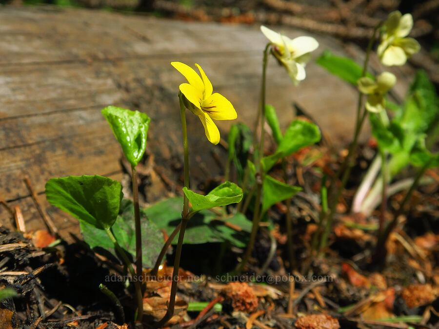 multi-colored round-leaf violets (Viola orbiculata) [Misery Campground, Umatilla National Forest, Garfield County, Washington]