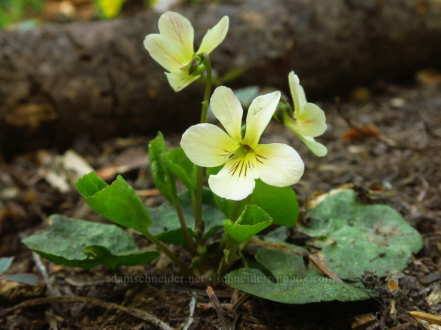 cream-colored round-leaf violet (Viola orbiculata) [Misery Campground, Umatilla National Forest, Garfield County, Washington]