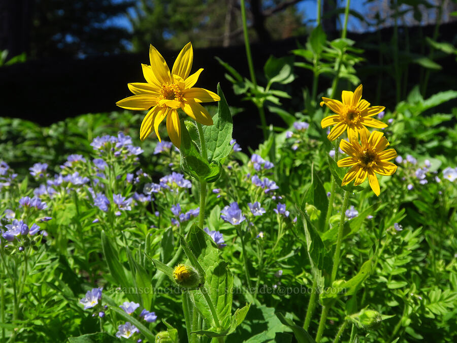 arnica & Jacob's-ladder (Arnica cordifolia, Polemonium californicum) [Mount Misery Trail, Umatilla National Forest, Garfield County, Washington]