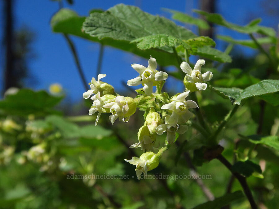 sticky currant (Ribes viscosissimum) [Mount Misery Trail, Umatilla National Forest, Garfield County, Washington]