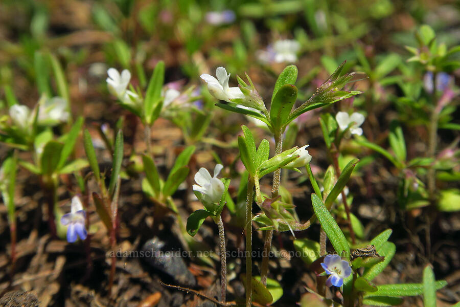 white blue-eyed-Mary (Collinsia parviflora) [Mount Misery Trail, Umatilla National Forest, Garfield County, Washington]