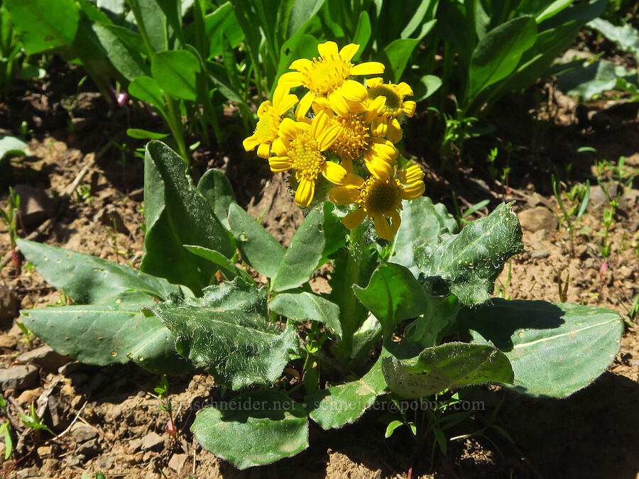 groundsel with very round leaves (Senecio integerrimus) [Mount Misery Trail, Umatilla National Forest, Garfield County, Washington]