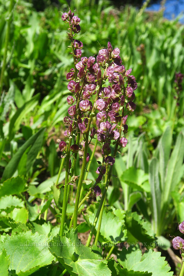 kitten-tails, going to seed (Synthyris missurica ssp. missurica (Veronica missurica ssp. missurica)) [Mount Misery Trail, Umatilla National Forest, Garfield County, Washington]