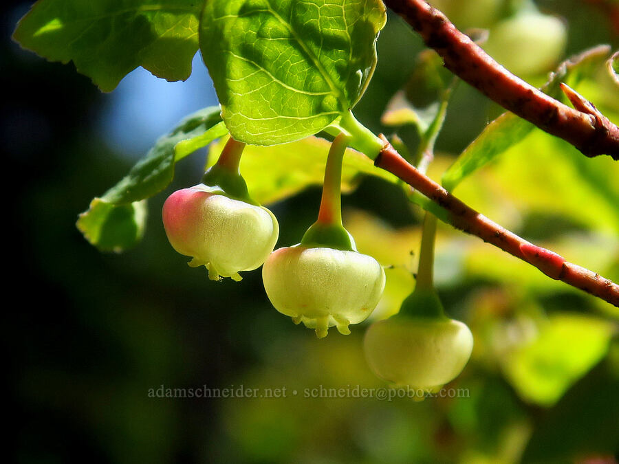 huckleberry flowers (Vaccinium membranaceum) [Mount Misery Trail, Umatilla National Forest, Garfield County, Washington]