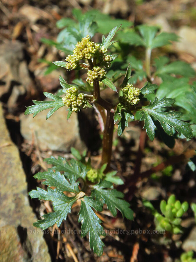 northern sanicle (Sanicula graveolens) [Mount Misery Trail, Umatilla National Forest, Garfield County, Washington]