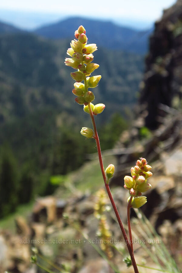 round-leaf alumroot (Heuchera cylindrica) [Diamond Peak, Wenaha-Tucannon Wilderness, Garfield County, Washington]