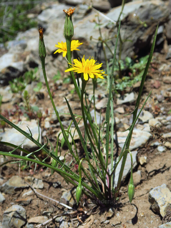 nodding microseris (Microseris nutans (Scorzonella nutans)) [Diamond Peak, Wenaha-Tucannon Wilderness, Garfield County, Washington]