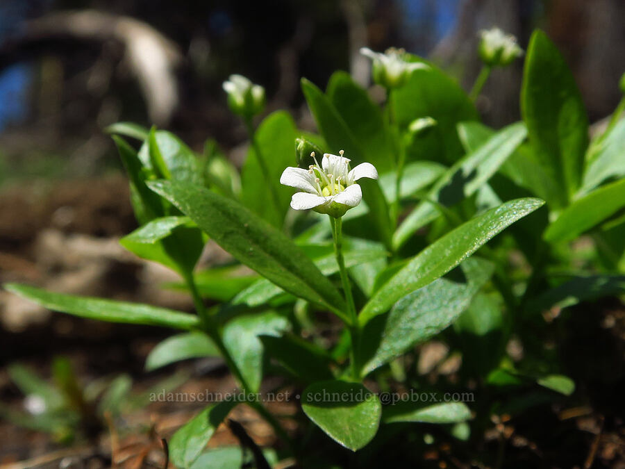 big-leaf sandwort (Moehringia macrophylla (Arenaria macrophylla)) [Diamond Peak, Wenaha-Tucannon Wilderness, Garfield County, Washington]