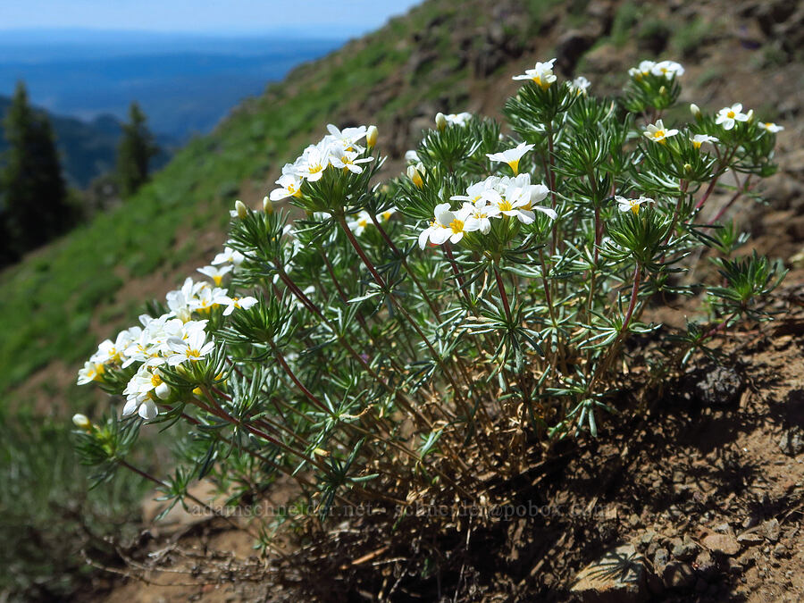Nuttall's linanthus (Leptosiphon nuttallii (Linanthus nuttallii)) [Diamond Peak, Wenaha-Tucannon Wilderness, Garfield County, Washington]
